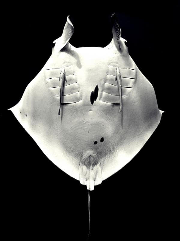 Manta Ray ID programme